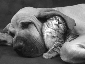 cat-and-dog500px